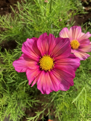 COSMOS bipinnatus Xsenia